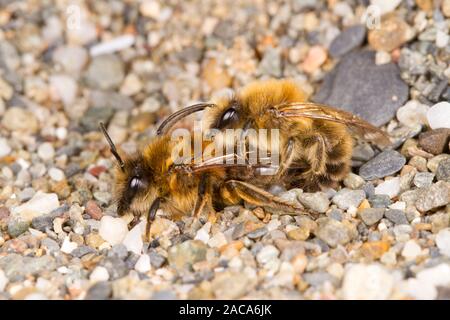 (Colletes cunicularis Colletes vernal) les abeilles adultes d'accouplement. Aber Dysynni, Gwynedd, Pays de Galles. Mars. Banque D'Images