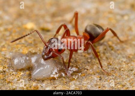 Rouge-sang de esclave Formica sanguinea (ant) travailleur adulte s'alimentant à l'appât. Herefordshire, en Angleterre. Mai. Banque D'Images