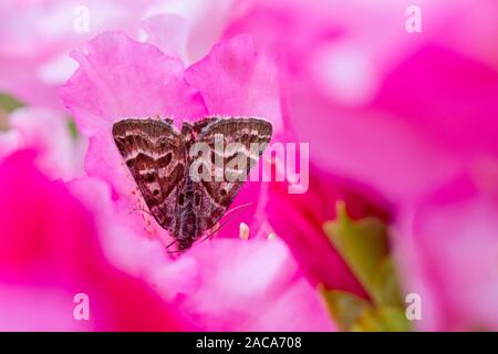 Mother Shipton (Euclidia mi) papillon adulte se nourrissant dans une fleur de Rhododendron. Powys, Pays de Galles. Mai. Banque D'Images