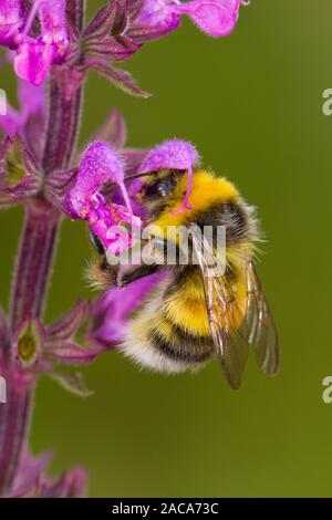 Le cerf de bourdon (Bombus lucorum) mâles adultes se nourrissent d'une Salvia 'Serenade' fleur dans un jardin. Powys, Pays de Galles. Juillet. Banque D'Images