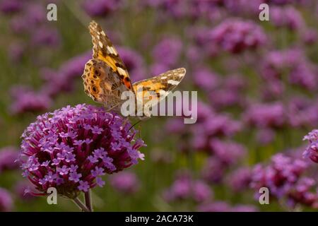 La belle dame (Vanessa cardui) papillon adulte se nourrit de Verbena bonariensis dans un jardin. Carmarthenshire, Pays de Galles. En août. Banque D'Images