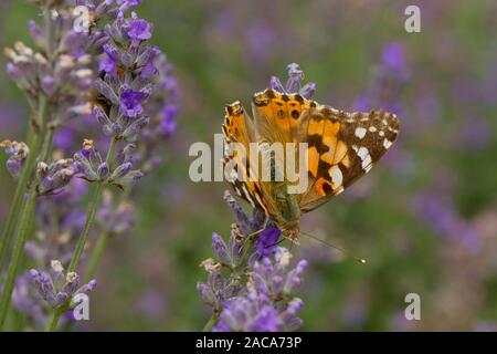 La belle dame (Vanessa cardui) papillon adulte se nourrit de la lavande dans un jardin. Carmarthenshire, Pays de Galles. En août. Banque D'Images