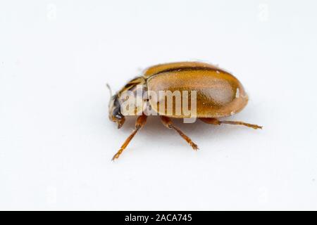 Aphidecta obliterata Ladybird (mélèze) coléoptère adulte photographié sur un fond blanc. Powys, Pays de Galles. En août. Banque D'Images