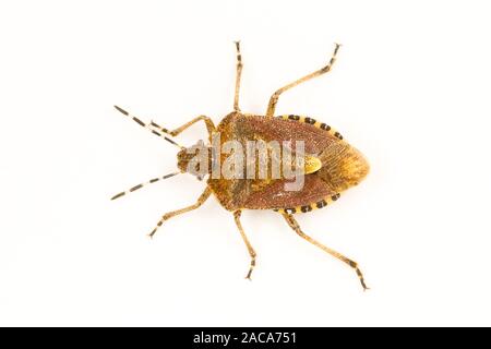 Dolycoris baccarum (shieldbug poilue) photographié sur un fond blanc. Powys, Pays de Galles. En août. Banque D'Images