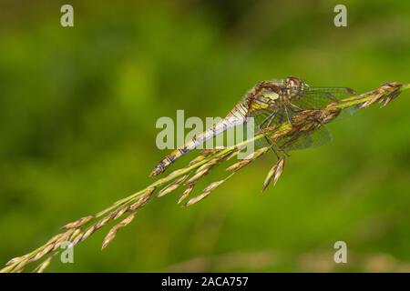 Dard noir dragonfly (Sympetrum danae) femelle adulte. Cors Fochno, Ceredigion, pays de Galles. Septembre. Banque D'Images