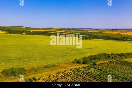 Drone volant au-dessus du champ de tournesols. Paysage agricole à partir d'une vue d'oiseau Banque D'Images