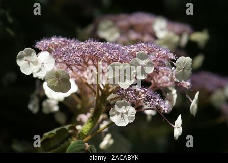 L'Hydrangea, hortensia sargentiana, Samthortensie Banque D'Images