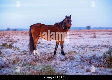 Godshill, New Forest, Hampshire, Royaume-Uni. Décembre 2019, la météo : l'hiver est froid et frosty départ dans le parc national New Forest au petit matin. Un poney New Forest hardy avec chaussettes blanches est alerte au lever du soleil. Banque D'Images