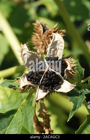 Le Datura stramonium, Stechapfel, thorn apple Banque D'Images