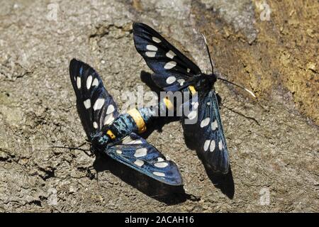 Paarende Weissfleck-Widderchen, Syntomis phegea, neuf points d'amphibien, l'accouplement Banque D'Images