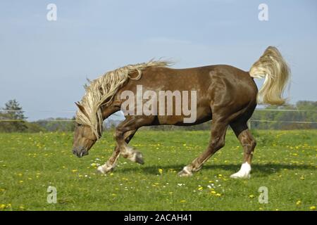 Sueddeutsche Kaltblutpferde, Hengest, Equus ferus caballus, Projet de l'Allemagne du Sud, étalon cheval Banque D'Images