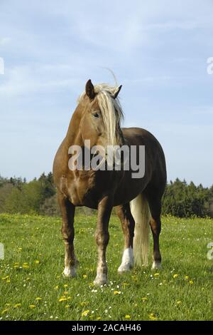 Sueddeutsche Kaltblutpferde, Hengest, Equus ferus caballus, Projet de l'Allemagne du Sud, étalon cheval Banque D'Images