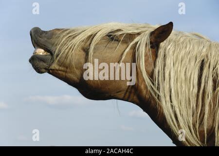 Sueddeutsche Kaltblutpferde flehmender, Hengst, Equus ferus Caballus, cheval de l'Allemagne du Sud, étalon flehmening Banque D'Images