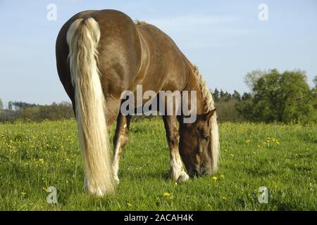 Sueddeutsche Kaltblutpferde, Hengest, Equus ferus caballus, Projet de l'Allemagne du Sud, étalon cheval Banque D'Images