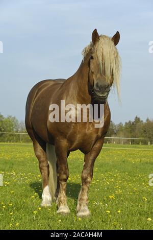 Sueddeutsche Kaltblutpferde, Hengest, Equus ferus caballus, Projet de l'Allemagne du Sud, étalon cheval Banque D'Images