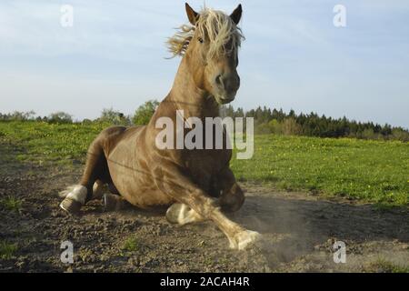 Sueddeutsche Kaltblutpferde, Hengest, Equus ferus caballus, Projet de l'Allemagne du Sud, étalon cheval Banque D'Images