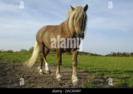 Sueddeutsche Kaltblutpferde, Hengest, Equus ferus caballus, Projet de l'Allemagne du Sud, étalon cheval Banque D'Images