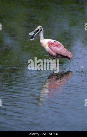 Ajaja, ajaja Roseate Spoonbill, Parc National des Everglades, Florida, USA Banque D'Images