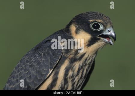 Baumfalke, Portrait, Falco subbuteo, Eurasian Hobby, Loeffingen, Schwarzwald, Deutschland Banque D'Images