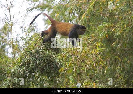 Cercopithecus mitis kandti, Golden monkey Banque D'Images