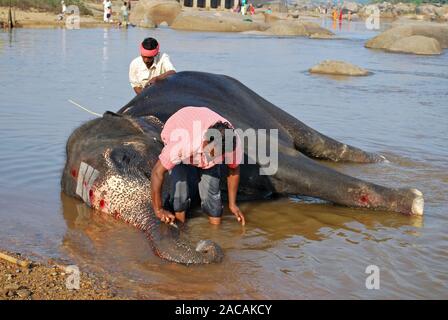 Éléphant avec son cornac baignade en rivière Tungabhadra, Hampi, Inde du sud, l'Asie Banque D'Images