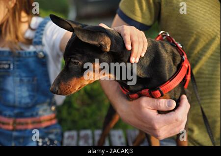 Pinscher nain. Les gens se caresser le chien. Banque D'Images