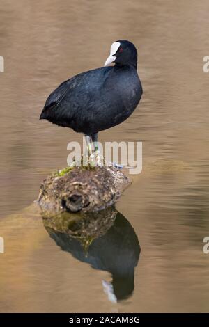 Noir naturel Foulque macroule (Fulica atra) Comité permanent sur la branche, en miroir dans l'eau Banque D'Images