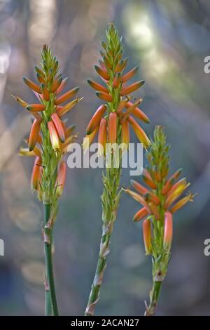 Aloe cryptopoda bluehende Banque D'Images