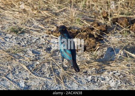 Red-shouldered Glossy Starling Banque D'Images