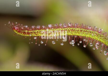 Kap Sonnentau (Drosera capensis) Banque D'Images