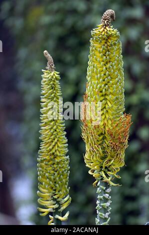 Aloebluete, Aloe spec. Banque D'Images