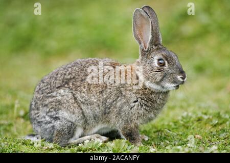 Lapin sauvage, Oryctolagus cuniculus, NP Tierra del Fuego, Argentina Banque D'Images