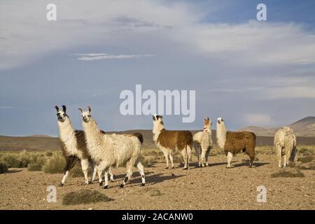 Lamas et alpagas à Lauca np Banque D'Images