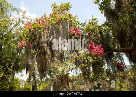 Arbre à fleurs roses avec de la mousse espagnole au cimetière du parc colonial savannah georgia usa Banque D'Images