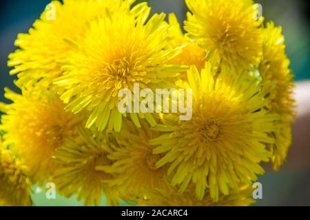 Fleurs jaune printemps pissenlits. Ressemble à un arrière-plan Banque D'Images