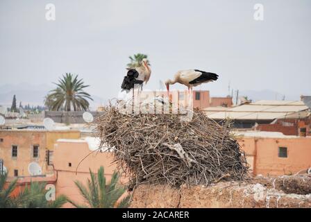 Cigognes blanches (Ciconia ciconia) dans leur nid sur les murs autour de la Place des ferblantiers, Marrakech, Maroc, Afrique Banque D'Images