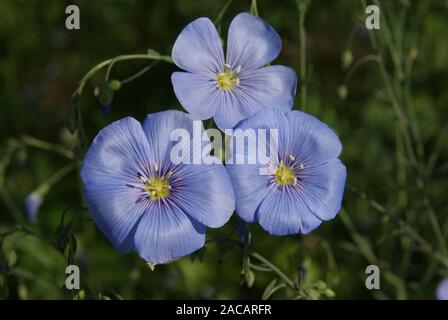 Linum perenne, bleu, bleu Banque D'Images