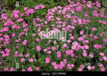 Lychnis flos jovis, Jupiter de girofle, fleur de jove Banque D'Images