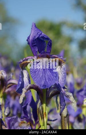 Iris chrysographes, iris, drapeau bleu Banque D'Images