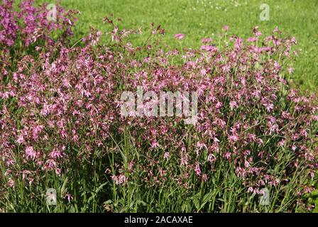 Lychnis flos cuculi, cuckoo clove, ragged robin Banque D'Images