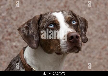 Louisiana Catahoula Leopard Dog Banque D'Images