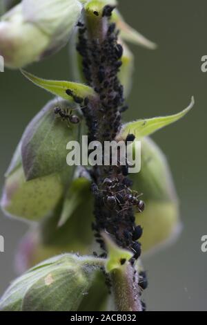 Les pucerons et les fourmis rouges, digitale, Digitalis purpurea, Phidoidea, usine, poux, fourmis, formicidae Banque D'Images