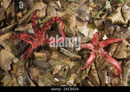 La seiche, champignons (Clathrus archeri), le poulpe stinky horn Banque D'Images