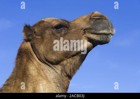 Dromedar, (Camelus dromedarius), Dromadaire Banque D'Images