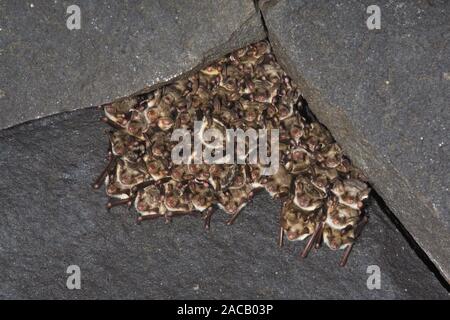 Une plus grande chauve-souris de la souris, Myotis myotis, Allemagne Banque D'Images