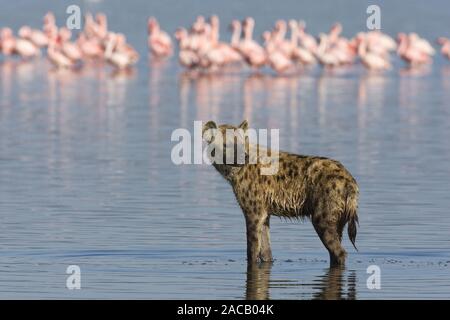 (Crocuta crocuta), l'hyène tachetée, Afrique Banque D'Images