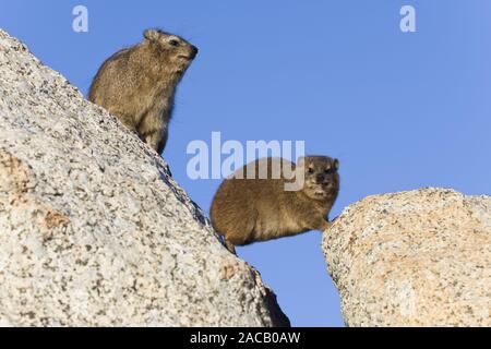 Hyrax Cape, Rock Dassie, Afrique du Sud Banque D'Images