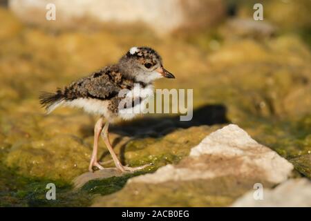 Shepherd Siffleur poussins, Camdeboo National Park, Afrique du Sud Banque D'Images