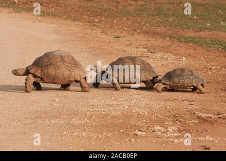 Tortue léopard, Kalahari, Afrique du Sud Banque D'Images