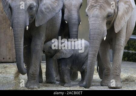 Asiatischer Elefant, Jungtier, Mutter, tante, Elephas maximus, l'éléphant asiatique, le jeune animal, mère, tante Banque D'Images